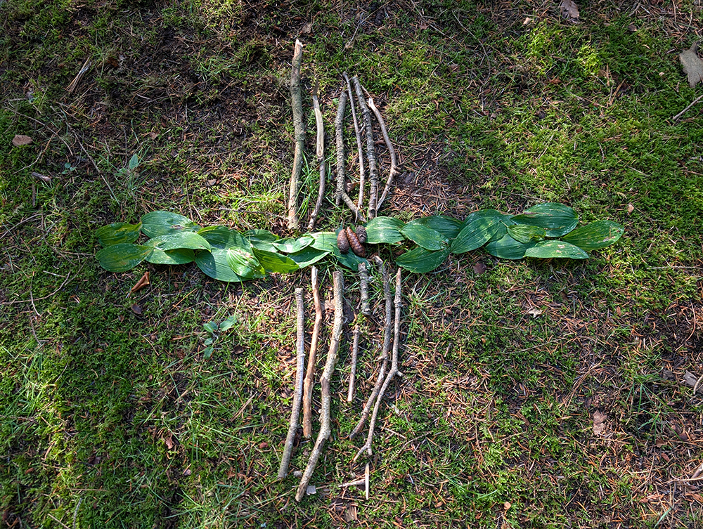 Seniorklubben: Mönster i naturen